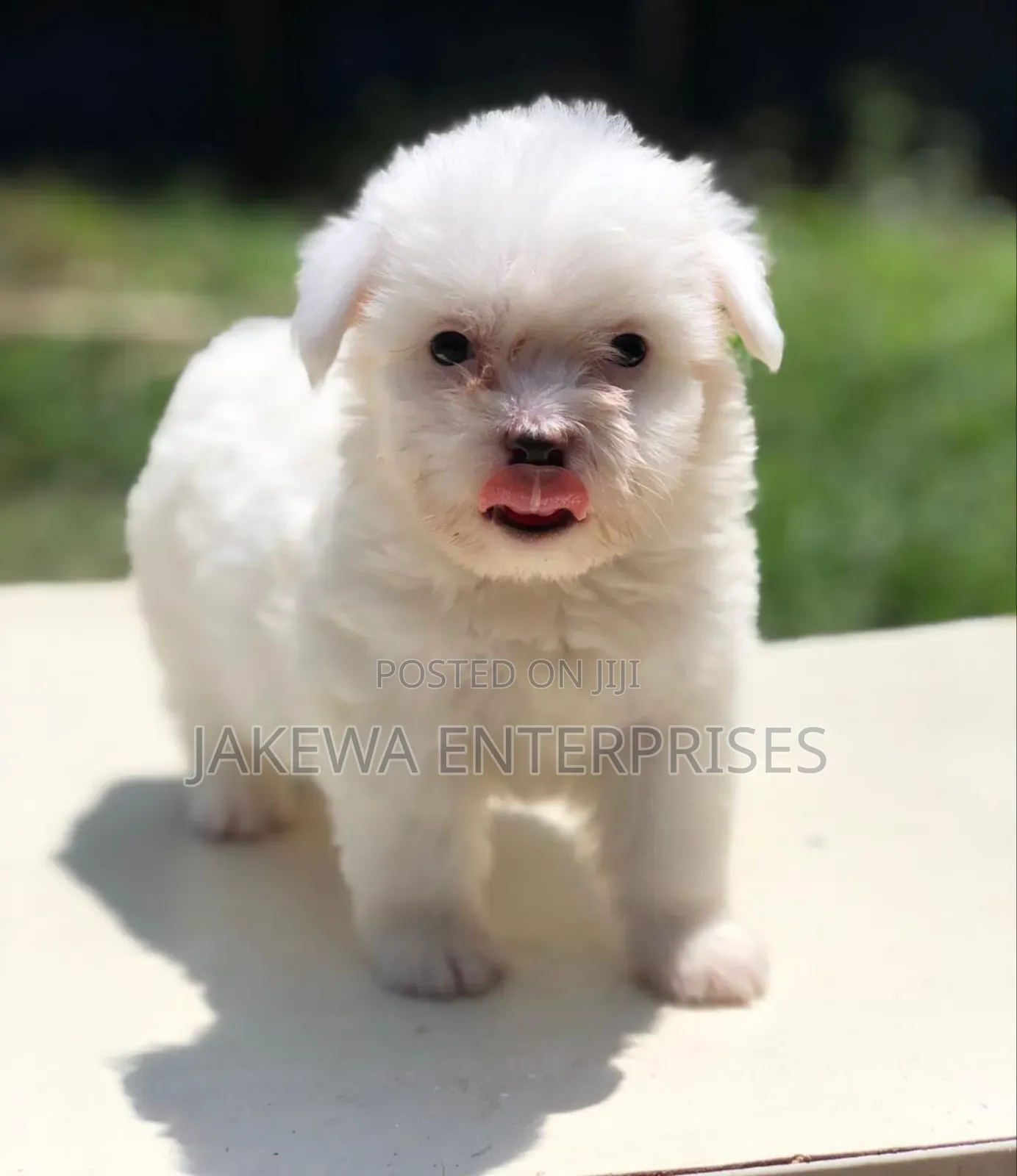 1-3 months Male Purebred Havanese