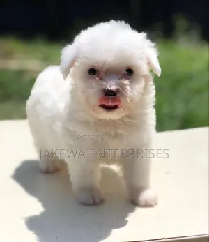1-3 months Male Purebred Havanese