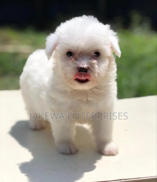 1-3 months Male Purebred Havanese - main view