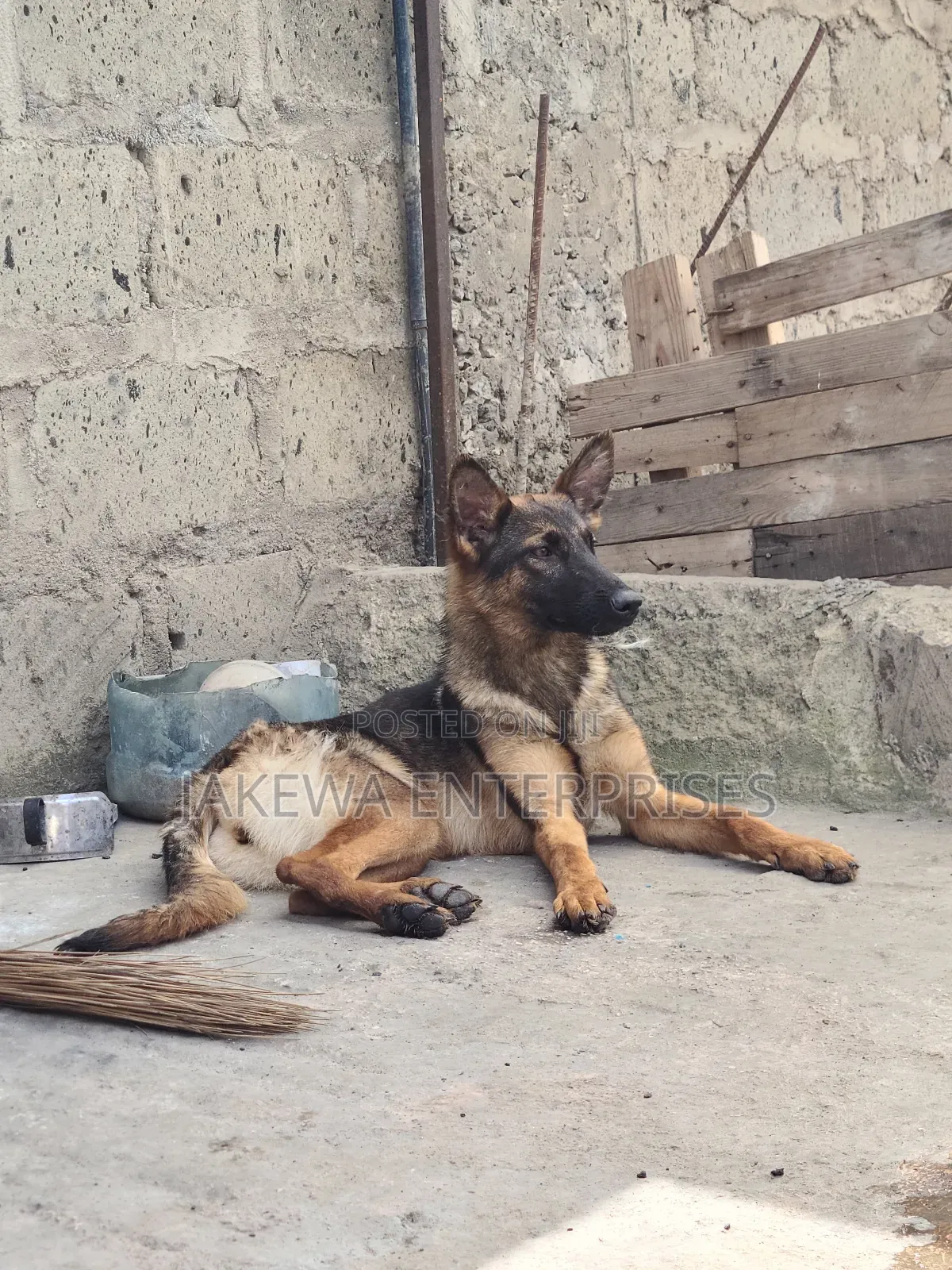 3-6 months Male Purebred German Shepherd