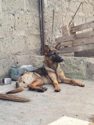 3-6 months Male Purebred German Shepherd - thumbnail 2