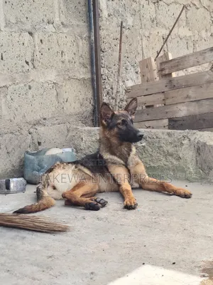 3-6 months Male Purebred German Shepherd