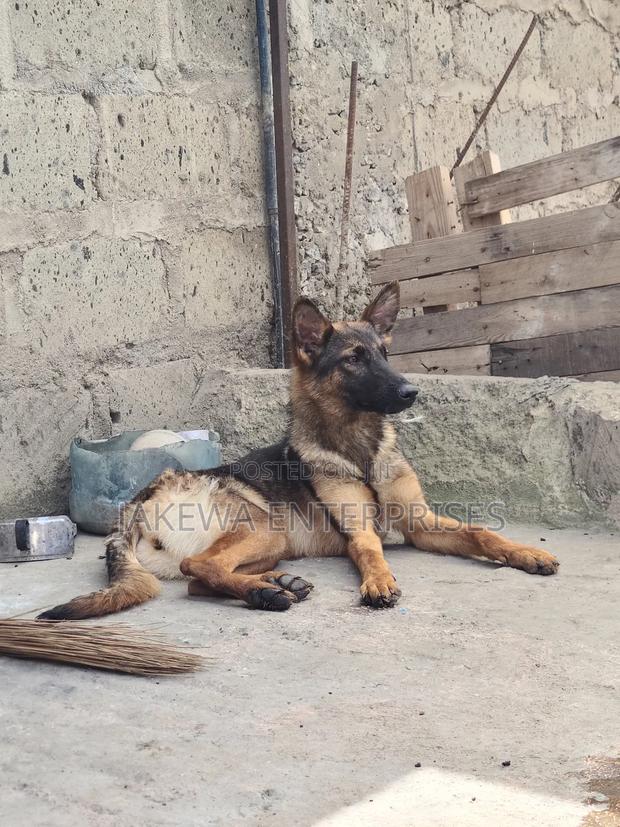 3-6 months Male Purebred German Shepherd - main view