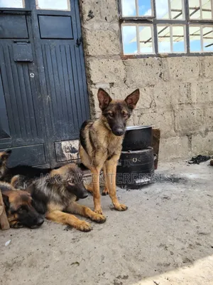 3-6 months Male Purebred German Shepherd