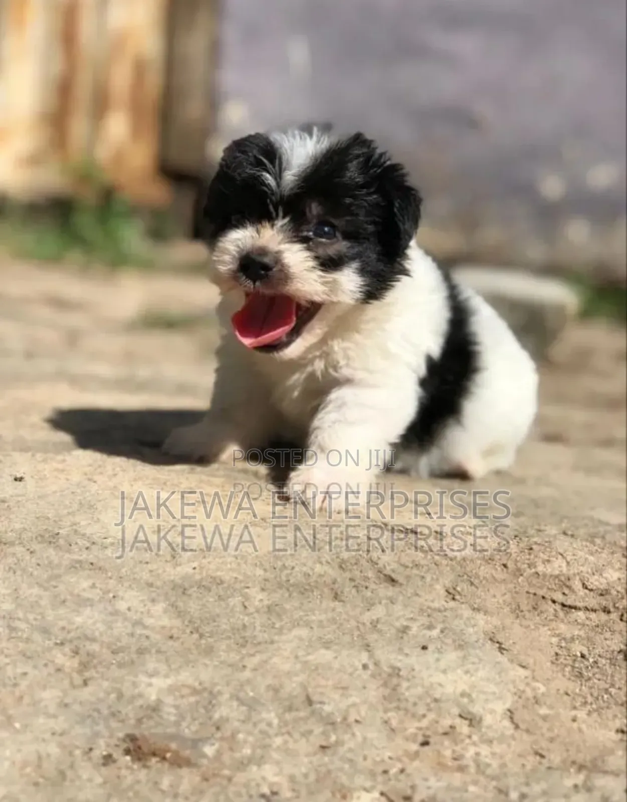 1-3 months Male Purebred Havanese