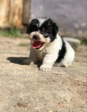 1-3 months Male Purebred Havanese - main view