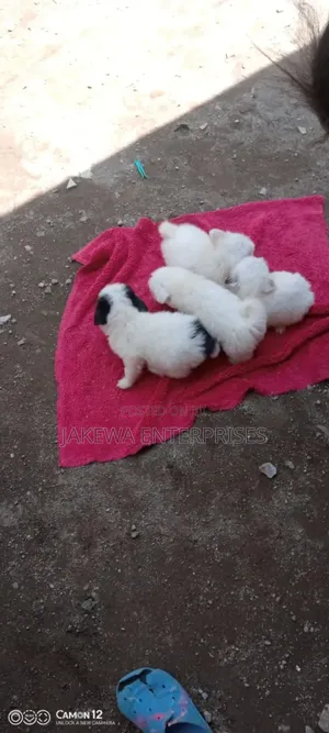 1-3 months Male Purebred Havanese