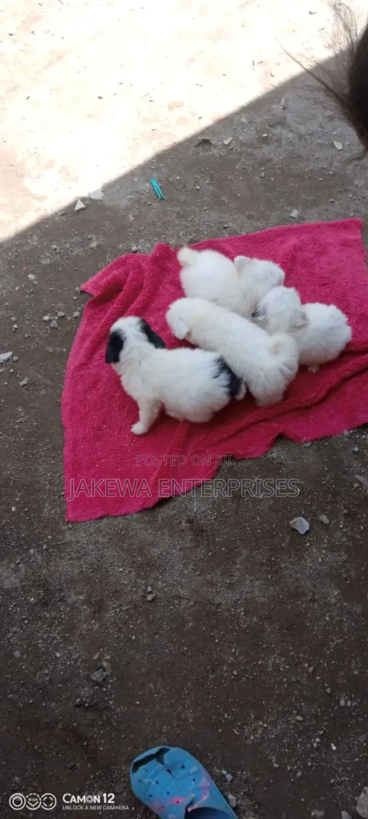 1-3 months Male Purebred Havanese