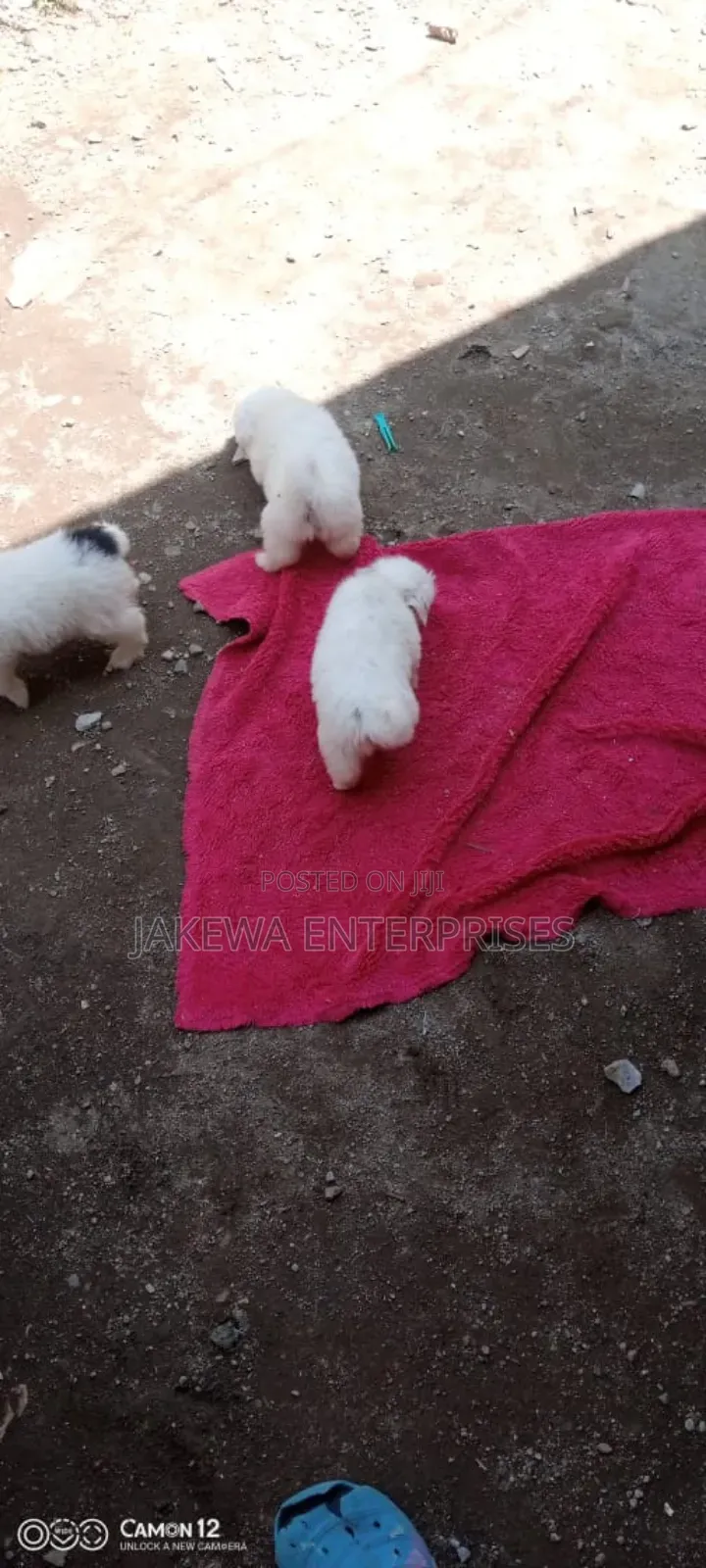 1-3 months Female Purebred Havanese