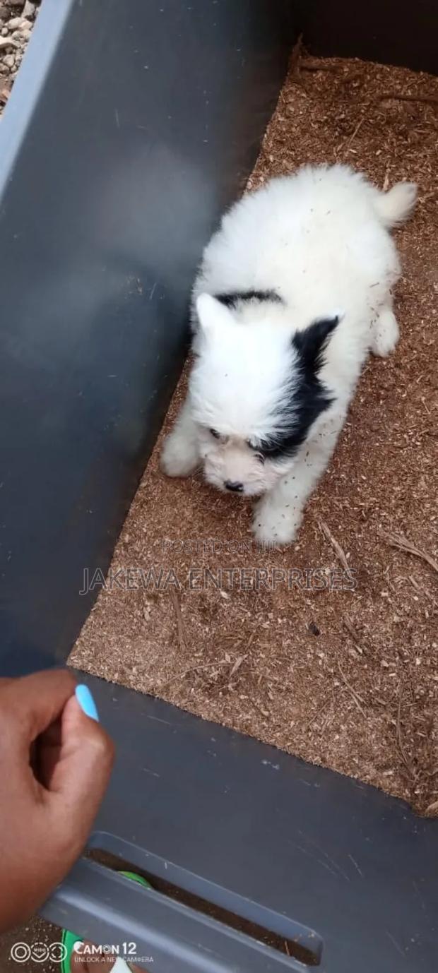 1-3 months Male Purebred Havanese