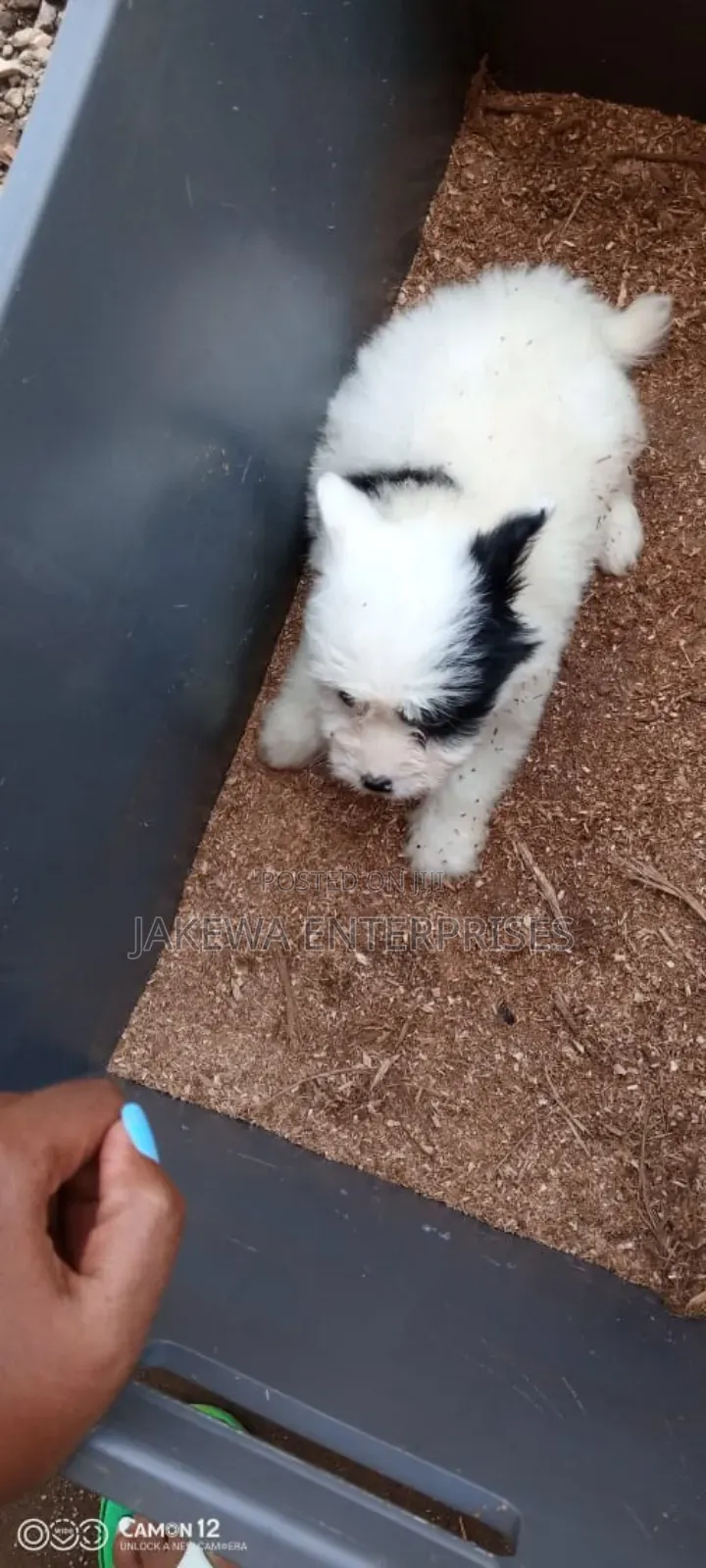 1-3 months Male Purebred Havanese
