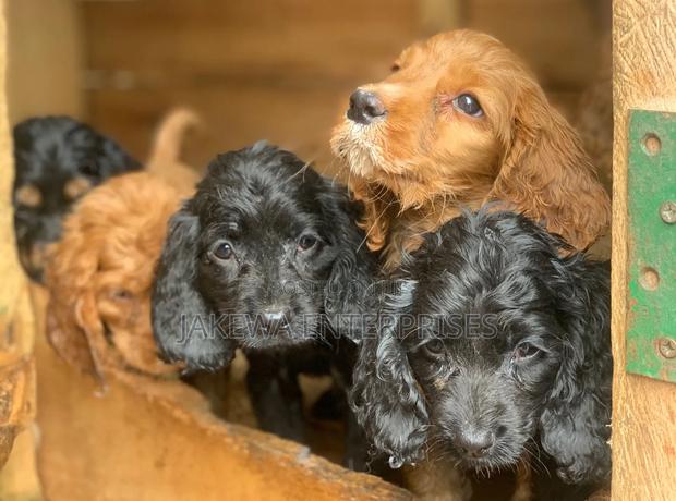 1-3 months Male Purebred Cocker Spaniel - main view