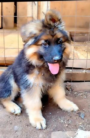 1-3 months Male Purebred German Shepherd - thumbnail 2