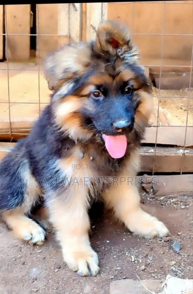 1-3 months Male Purebred German Shepherd - main view