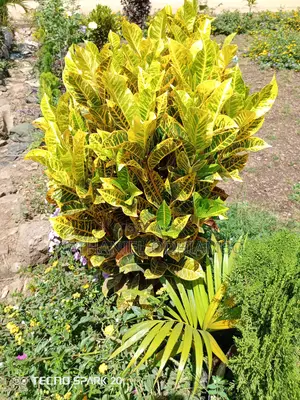 Grafted Mangoes