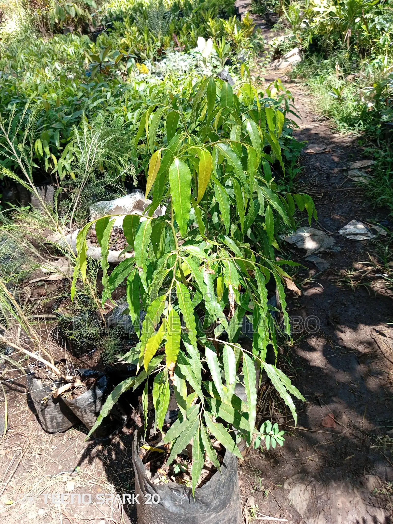 Grafted Mangoes