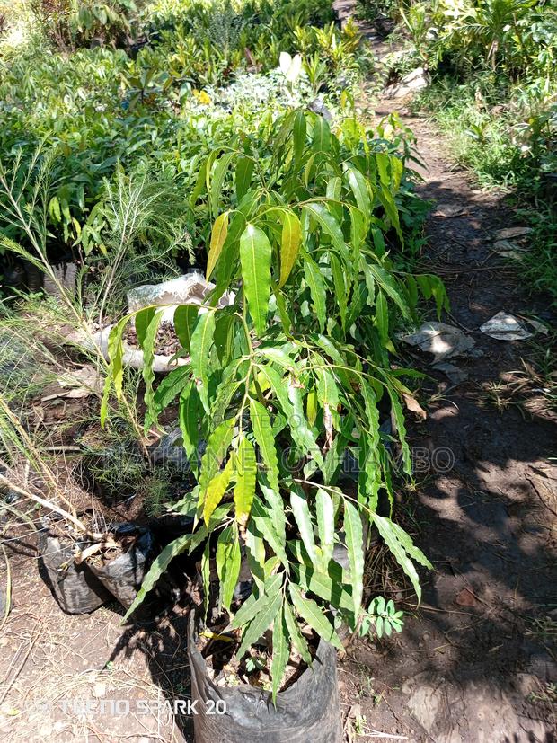 Grafted Mangoes - thumbnail 6