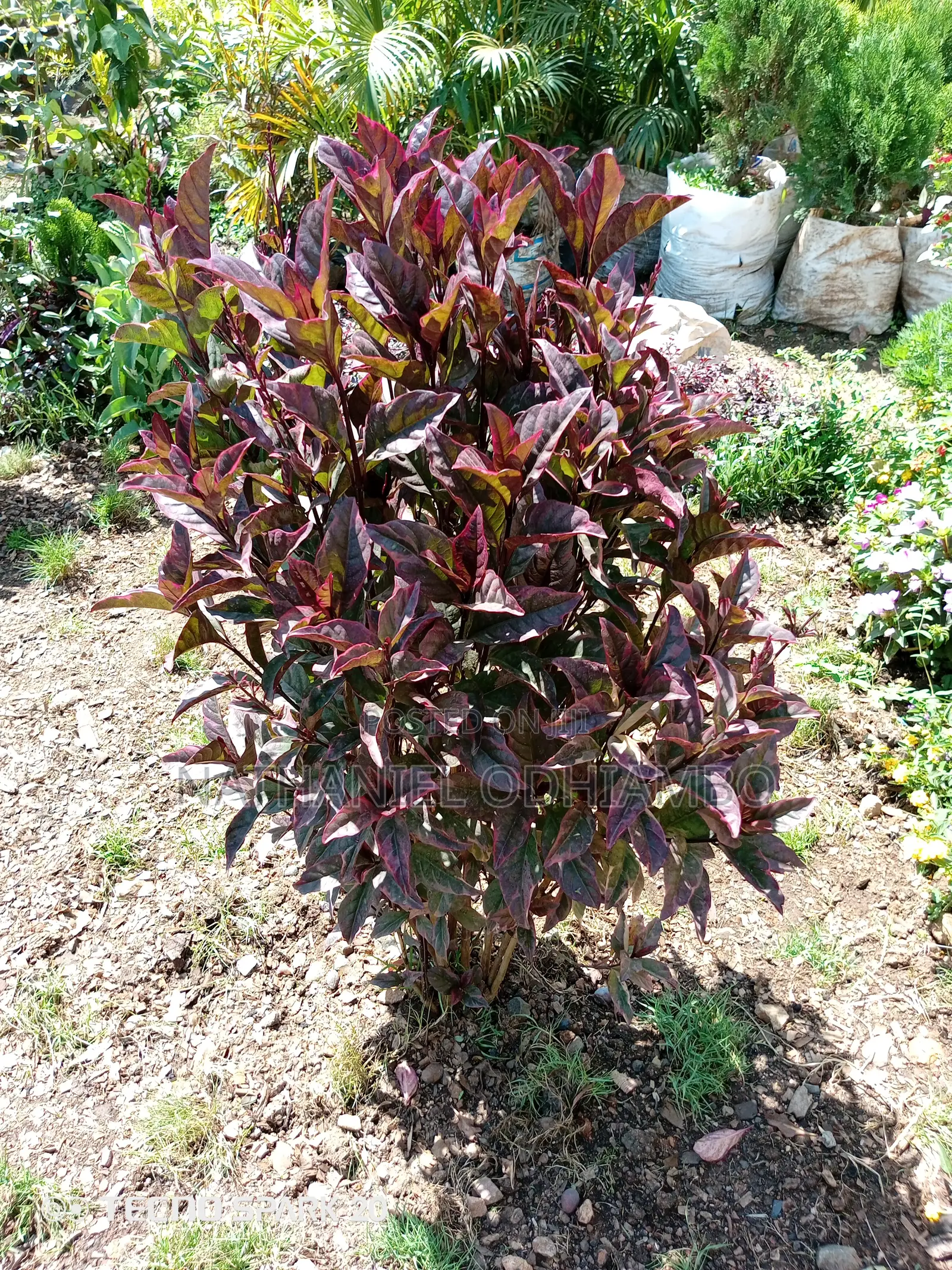 Grafted Mangoes
