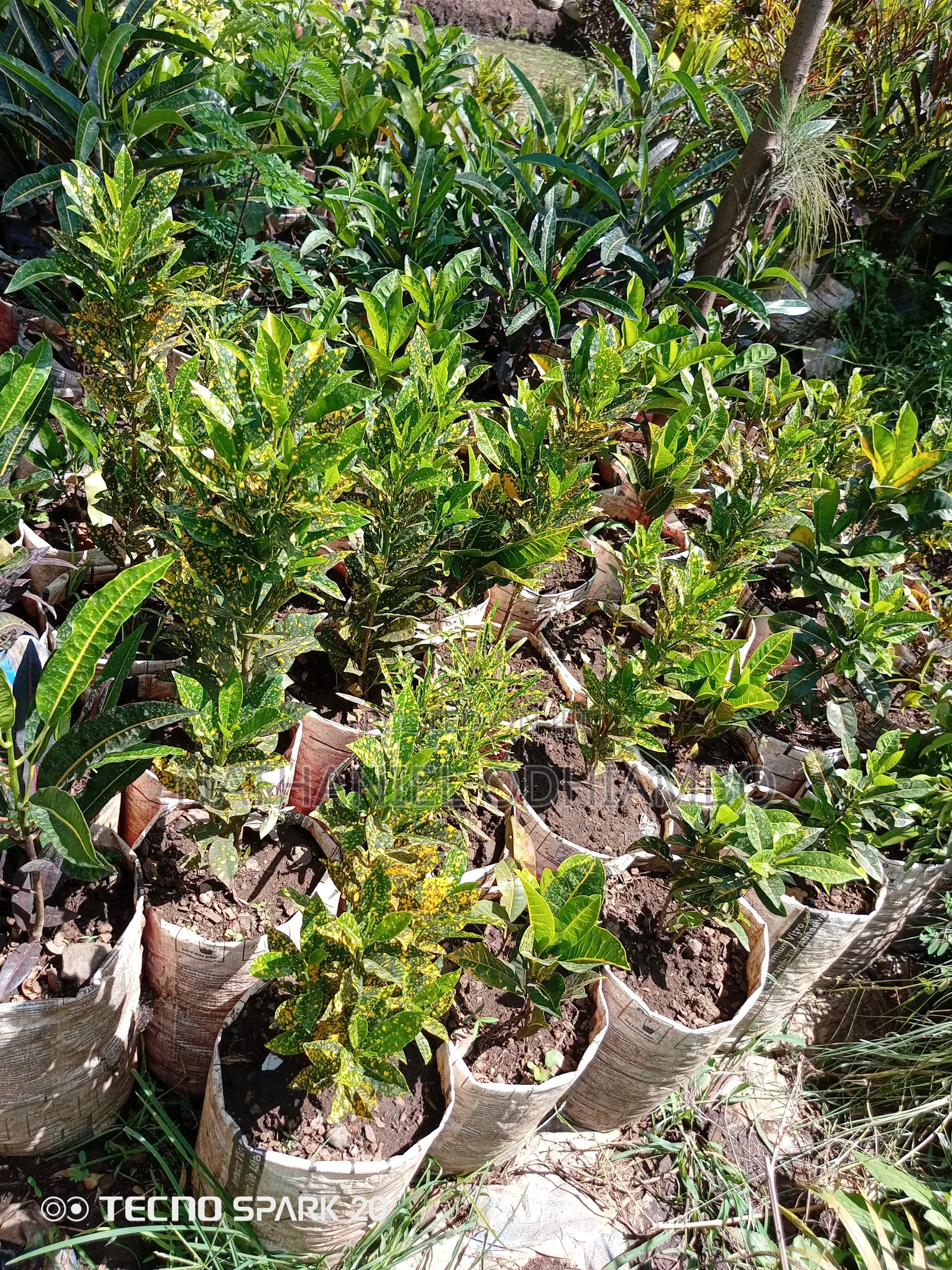 Grafted Mangoes