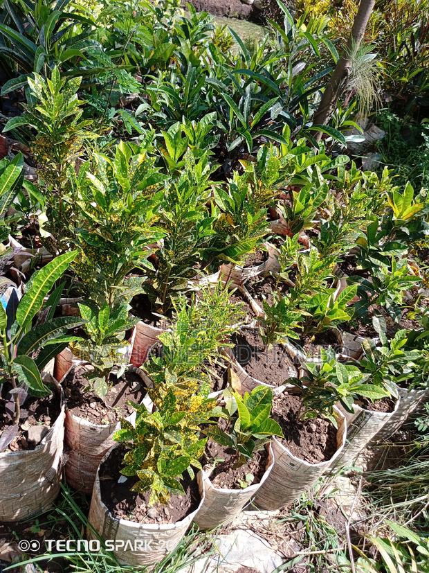 Grafted Mangoes - thumbnail 9