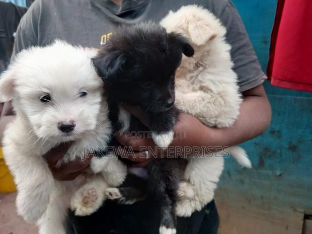 1-3 months Female Purebred Havanese - main view