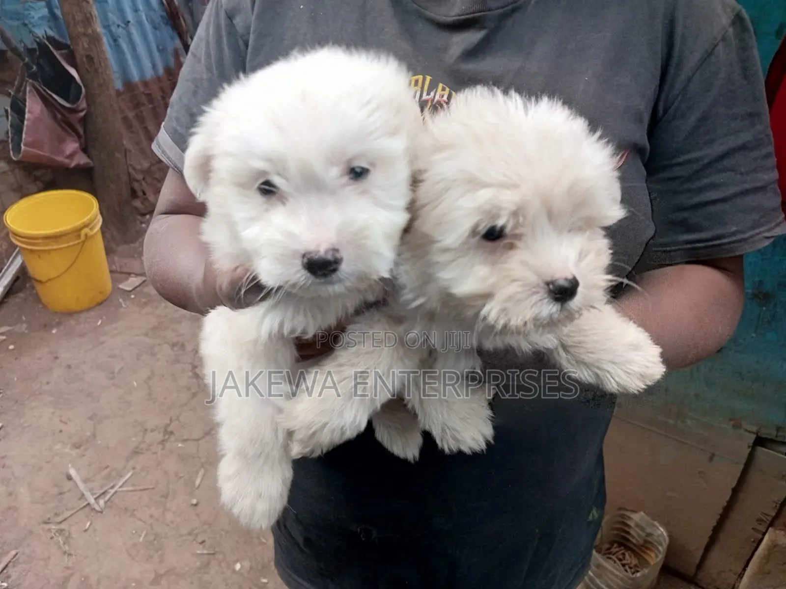 1-3 months Female Purebred Havanese