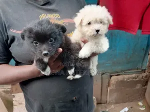 1-3 months Female Purebred Havanese