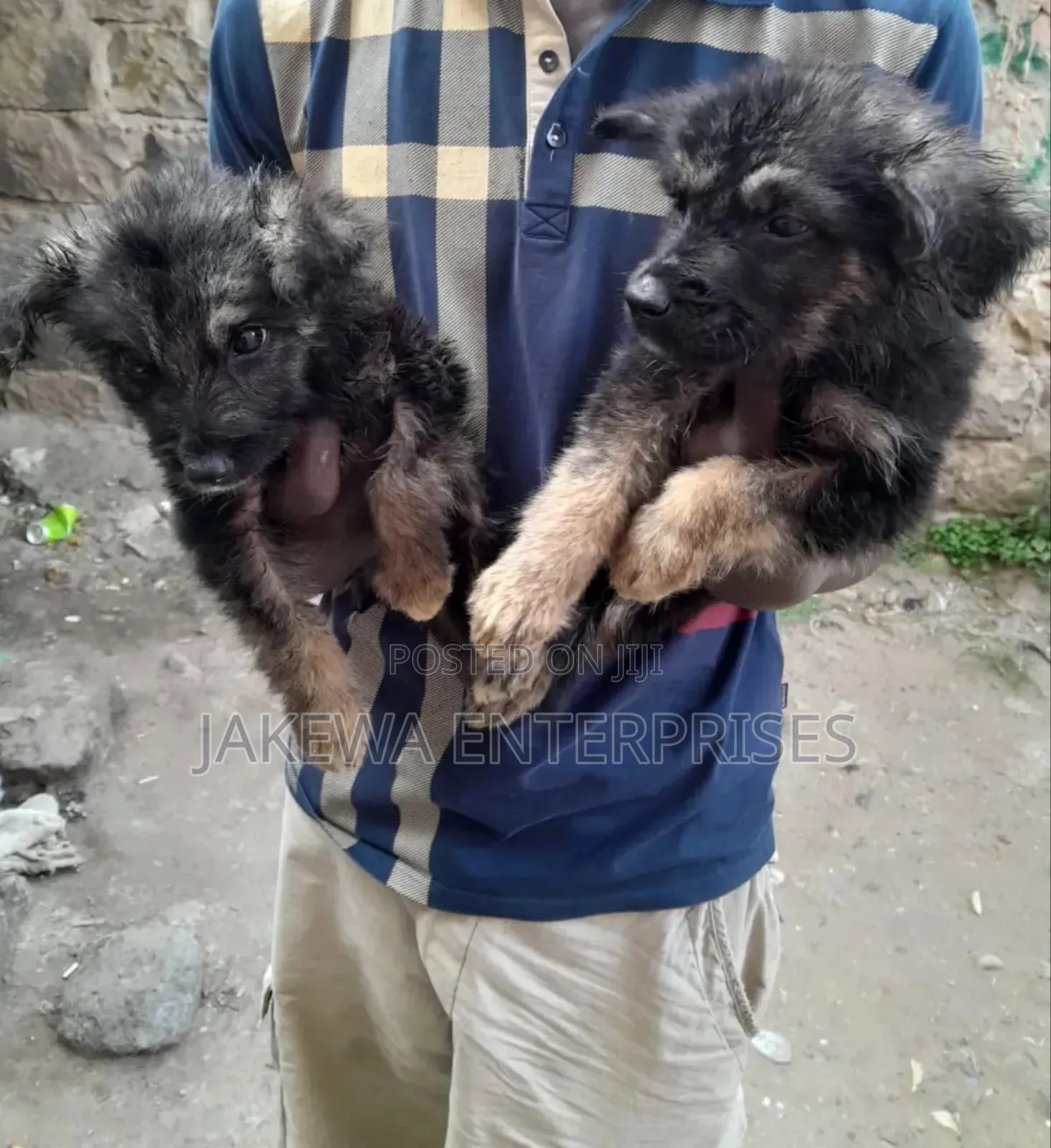 1-3 months Male Purebred German Shepherd