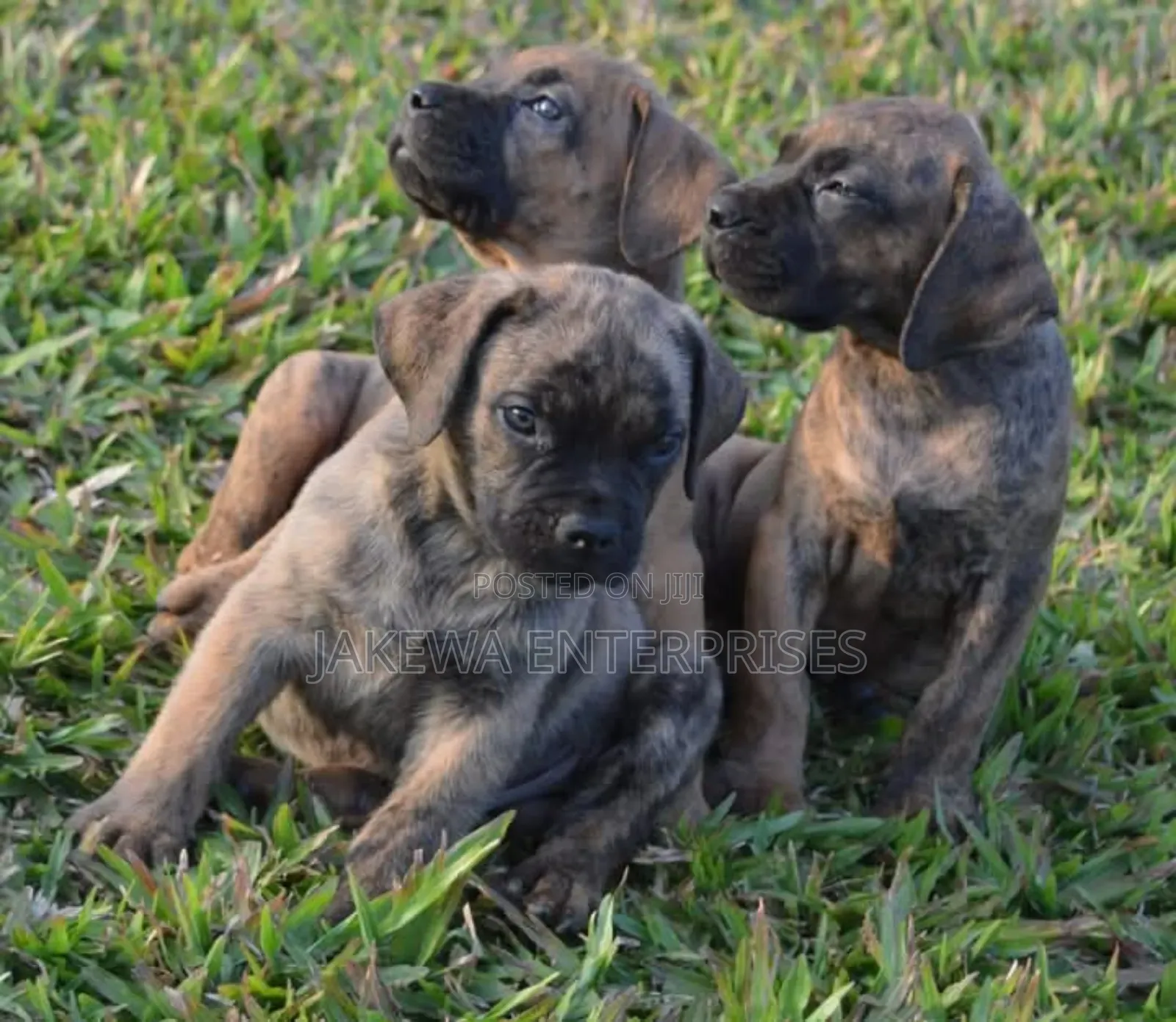 1-3 months Male Purebred Boerboel