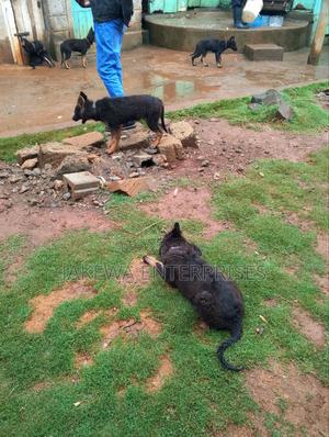 1-3 months Male Purebred German Shepherd - thumbnail 2