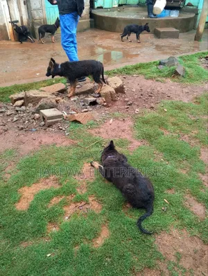 1-3 months Male Purebred German Shepherd