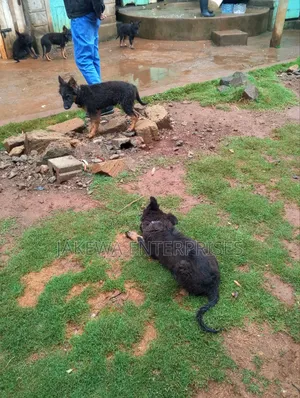1-3 months Male Purebred German Shepherd