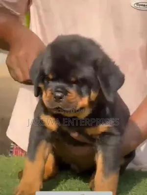 1-3 months Male Purebred Rottweiler