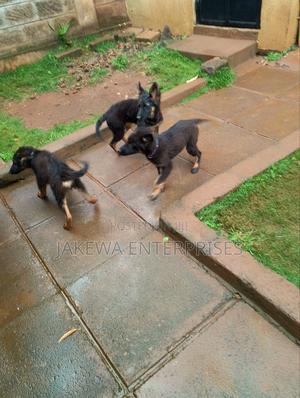 1-3 months Male Purebred German Shepherd - main view