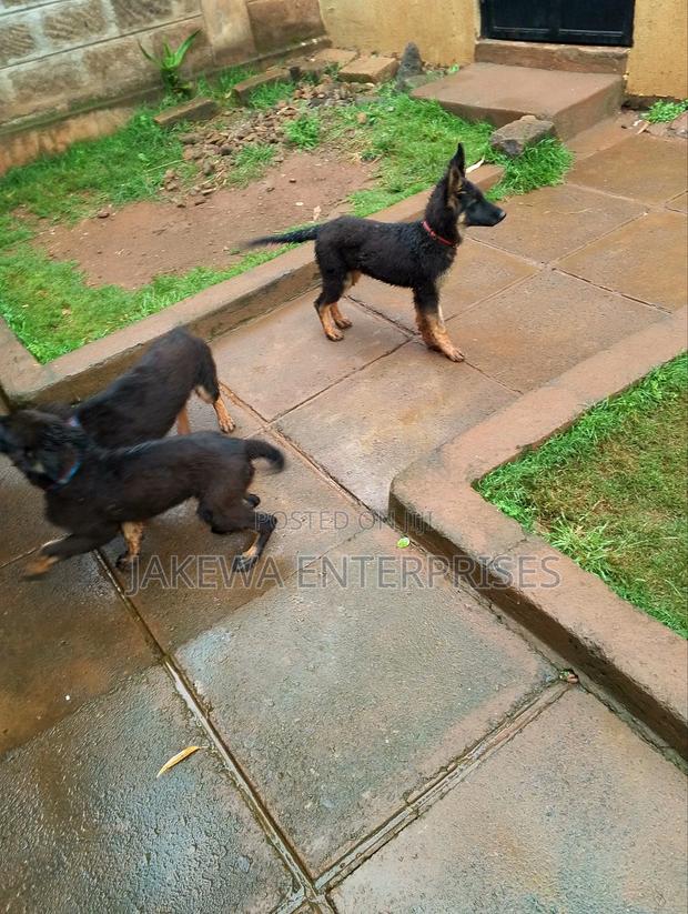 1-3 months Male Purebred German Shepherd - thumbnail 2