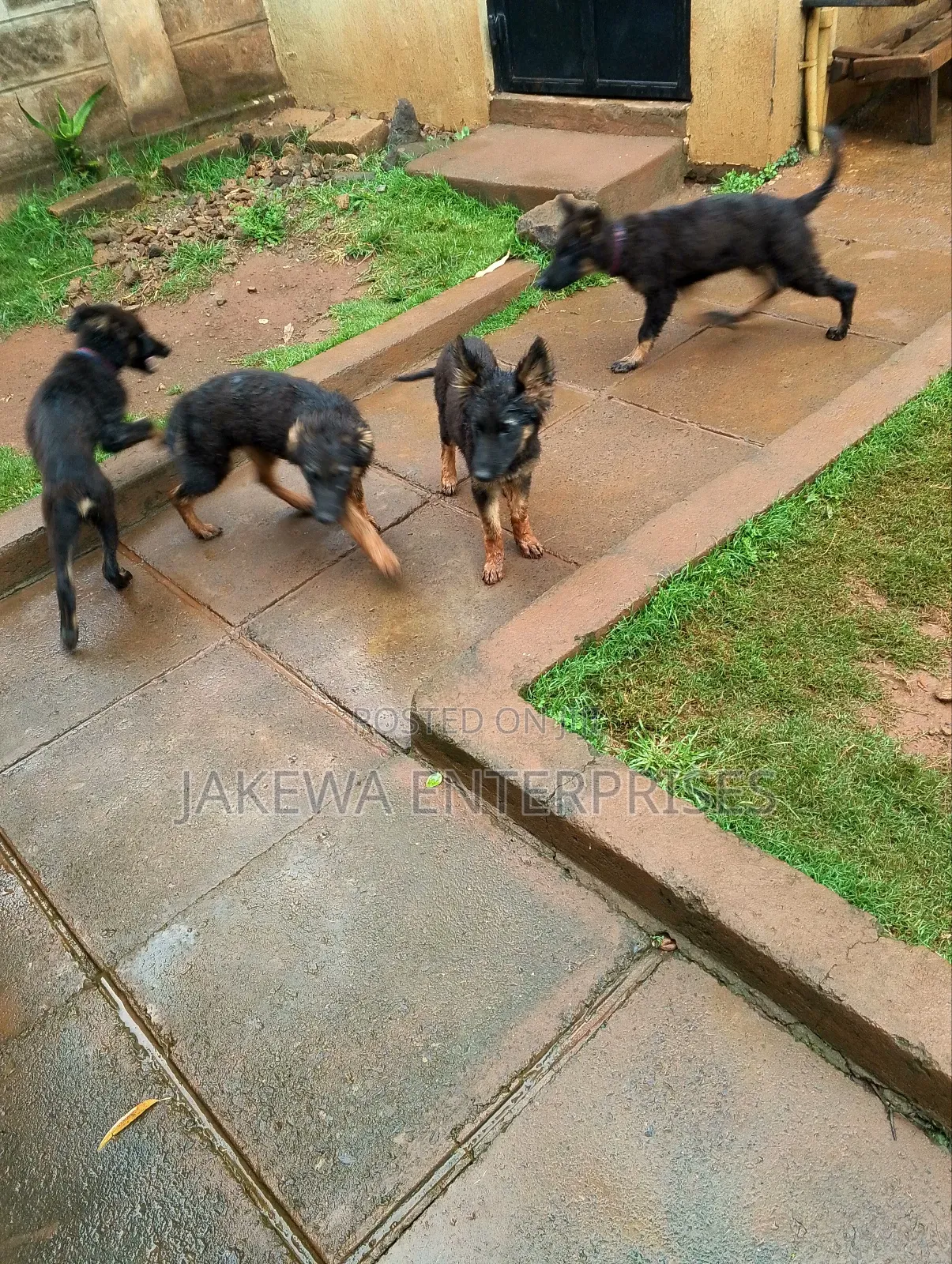 1-3 months Male Purebred German Shepherd
