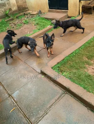 1-3 months Male Purebred German Shepherd