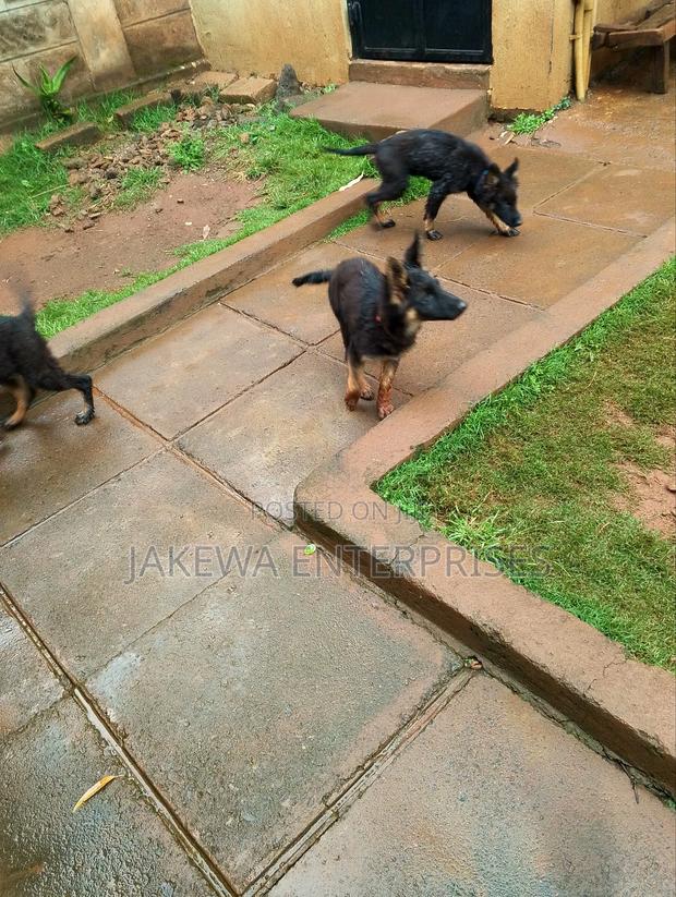 1-3 months Male Purebred German Shepherd - thumbnail 3