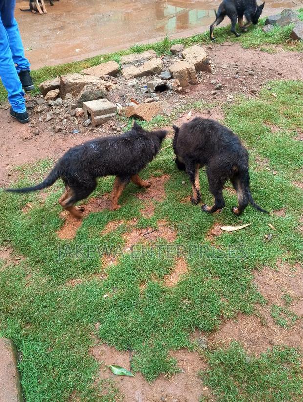 1-3 months Male Purebred German Shepherd - thumbnail 4