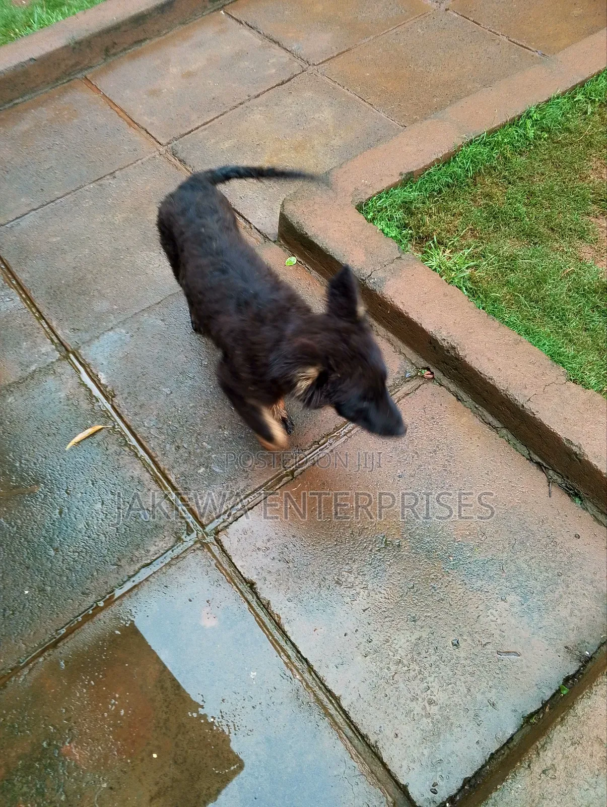 1-3 months Male Purebred German Shepherd