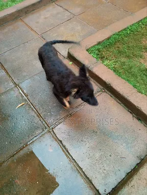 1-3 months Male Purebred German Shepherd