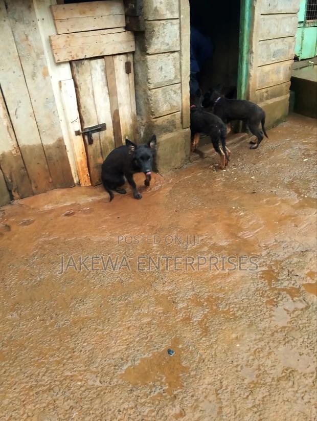 1-3 months Female Purebred German Shepherd - main view