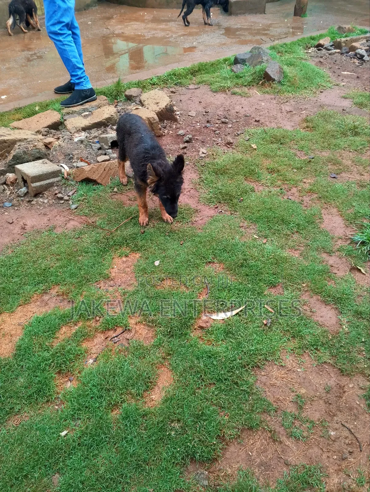 1-3 months Female Purebred German Shepherd