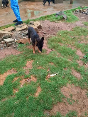 1-3 months Female Purebred German Shepherd