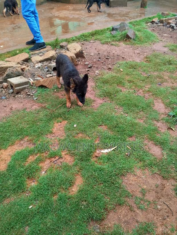 1-3 months Female Purebred German Shepherd - thumbnail 2