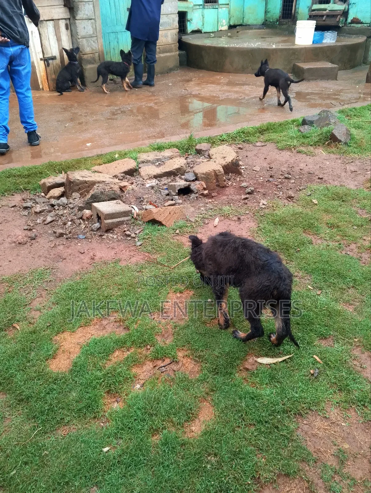 1-3 months Female Purebred German Shepherd