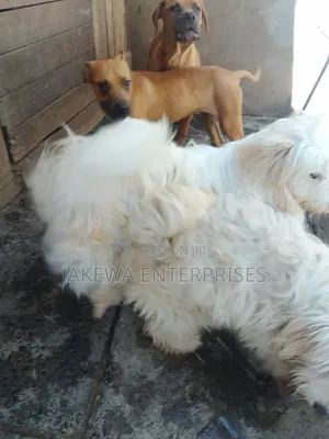 3-6 months Male Purebred Japanese Spitz