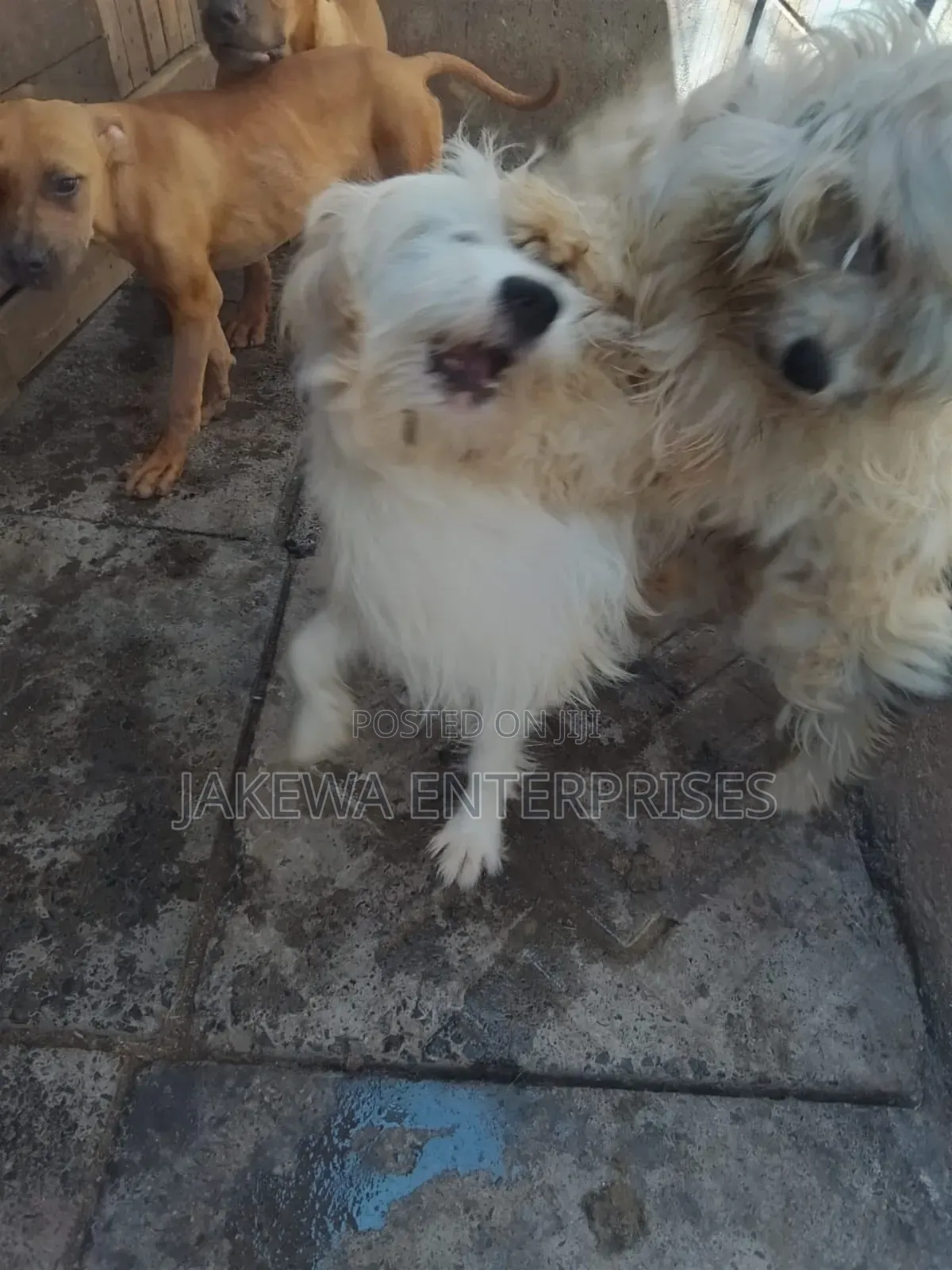 3-6 months Male Purebred Japanese Spitz