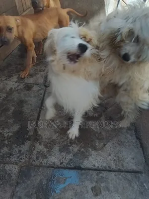3-6 months Male Purebred Japanese Spitz