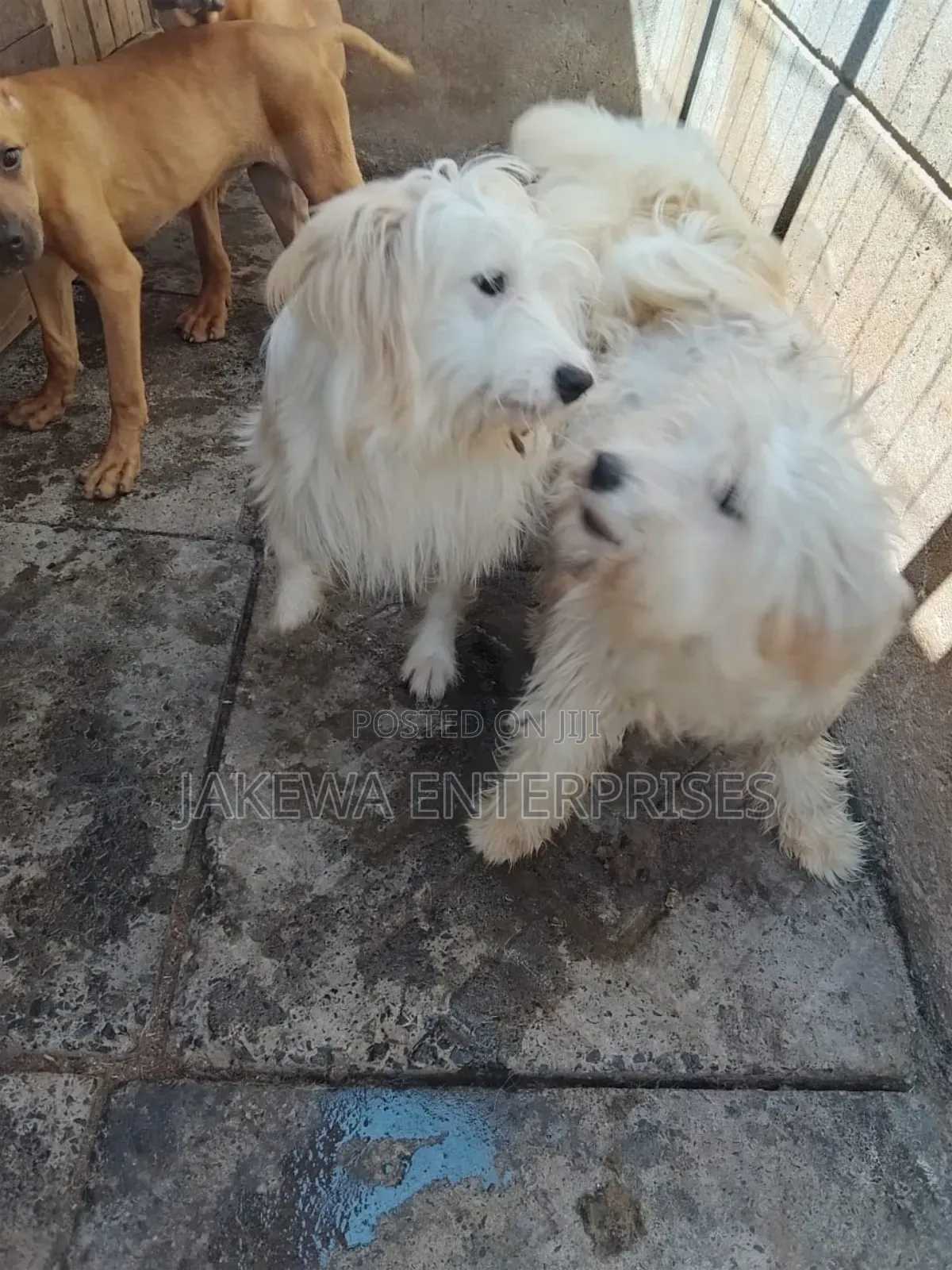 3-6 months Male Purebred Japanese Spitz